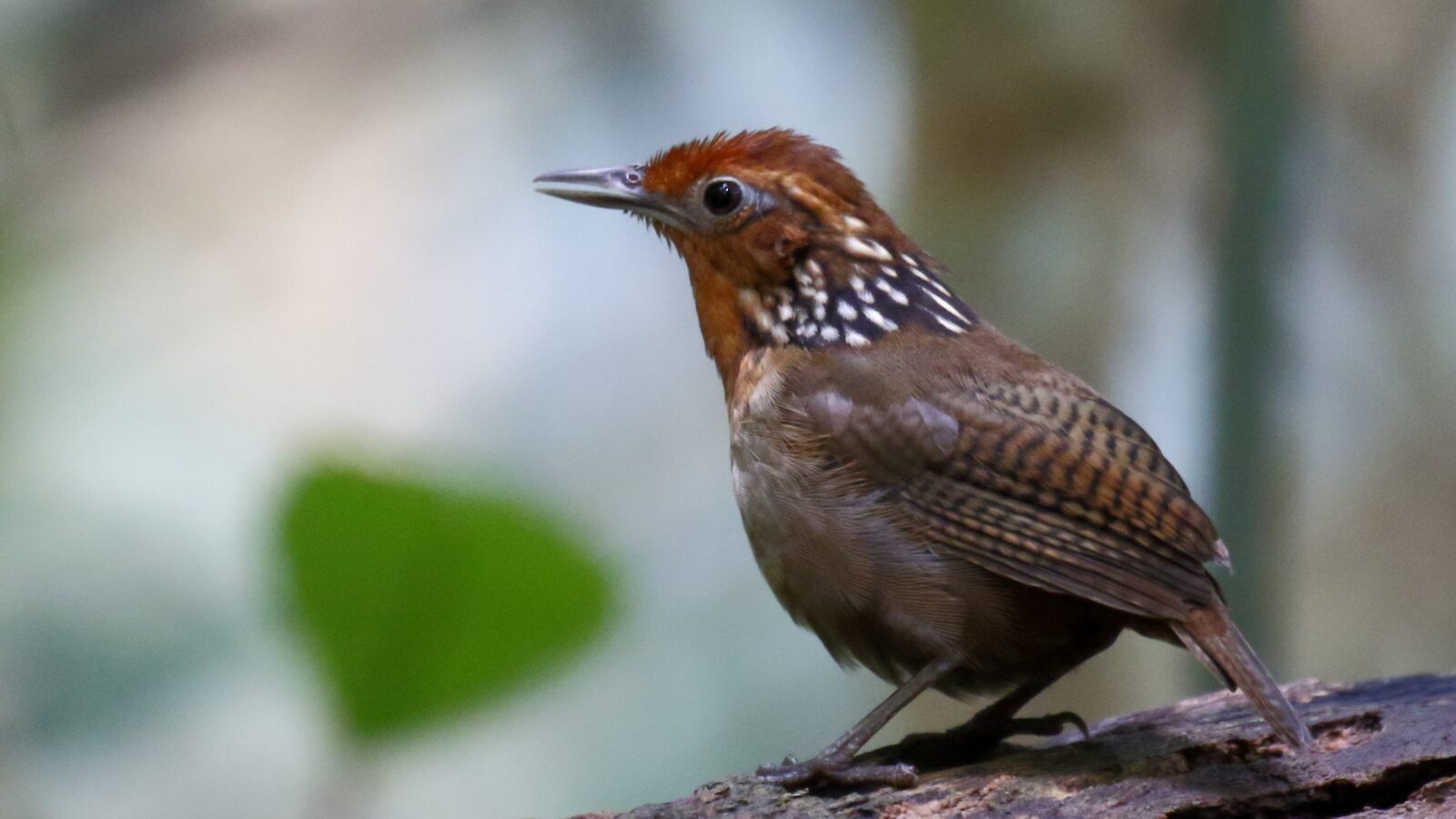 Musician Wren