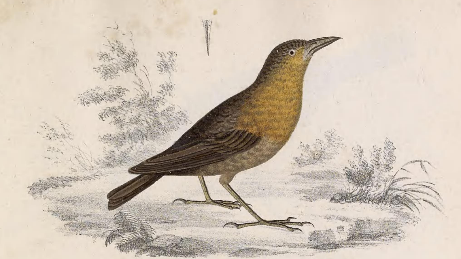 Southern Chestnut-breasted Wren
