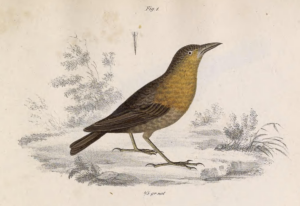 Southern Chestnut-breasted Wren