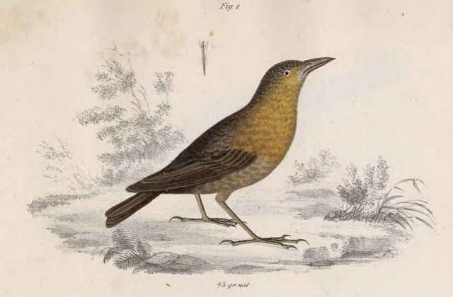 Southern Chestnut-breasted Wren