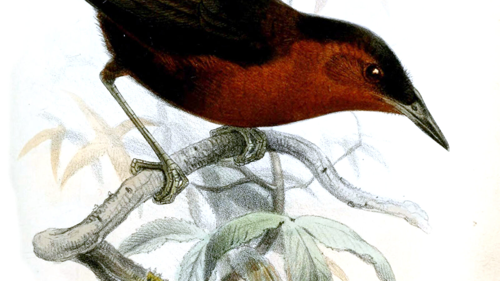 Northern Chestnut-breasted Wren