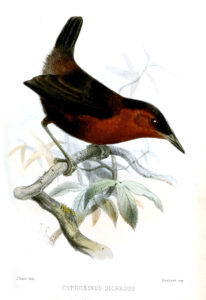 Northern Chestnut-breasted Wren