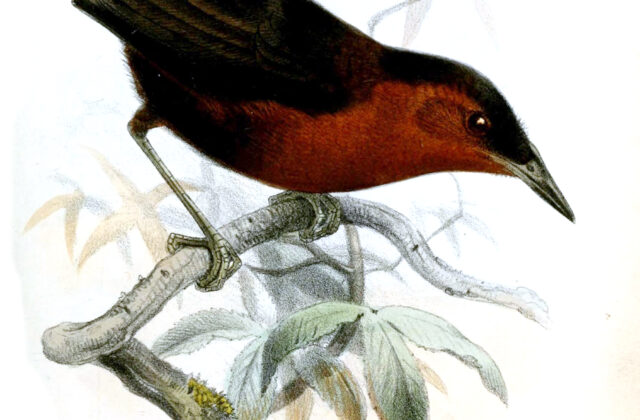 Northern Chestnut-breasted Wren