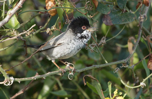 Cyprus Warbler