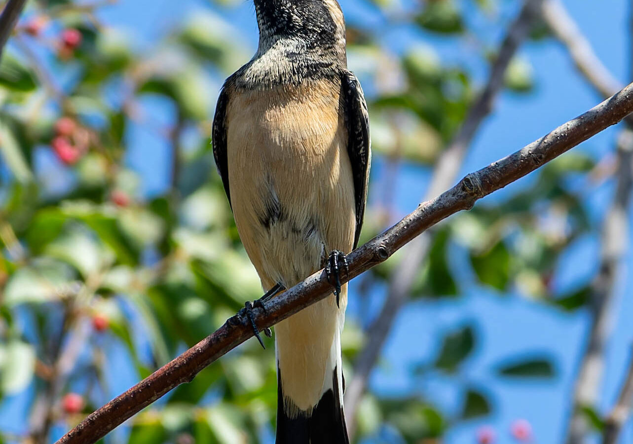 Cyprus Wheatear