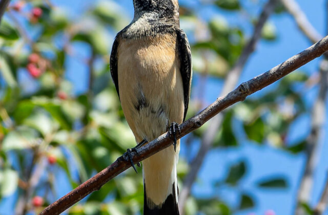 Cyprus Wheatear