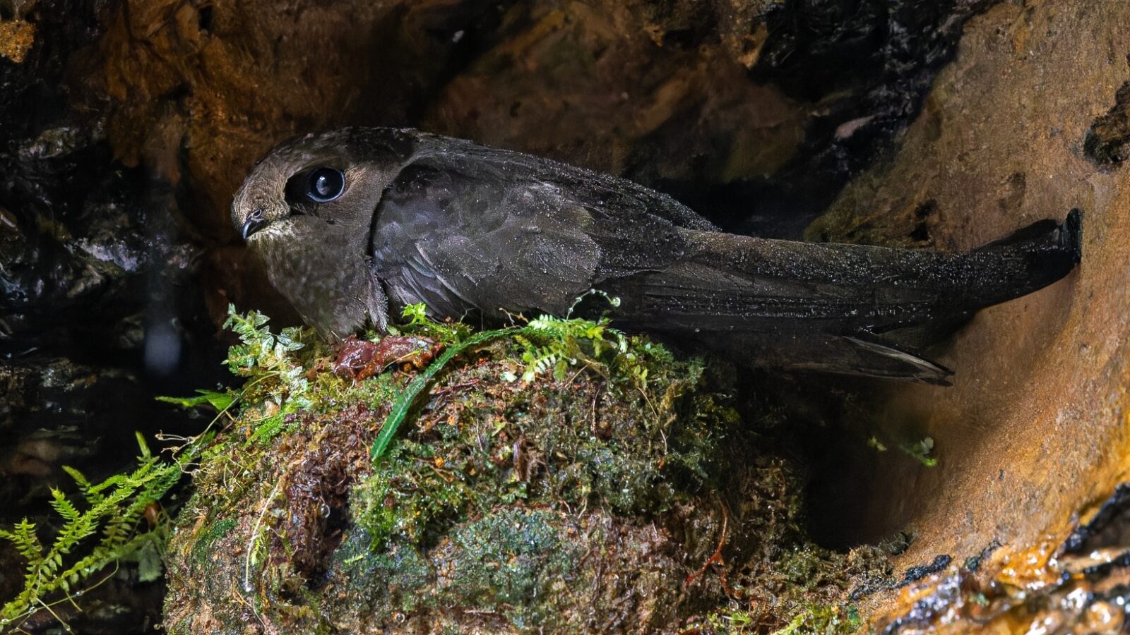White-chinned Swift