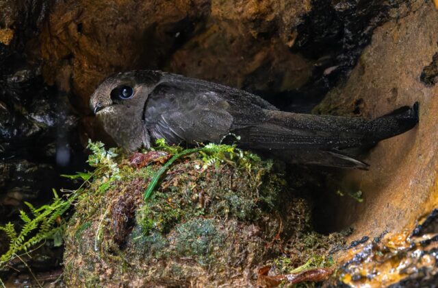 White-chinned Swift