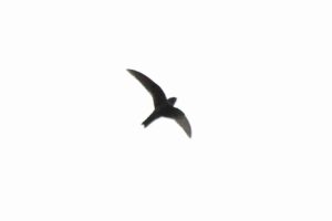 White-chested Swift