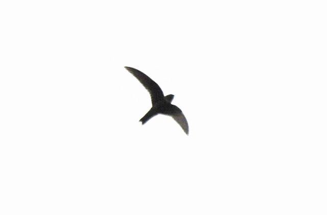 White-chested Swift
