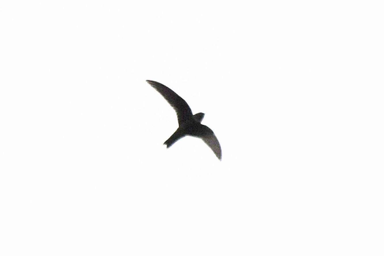 White-chested Swift