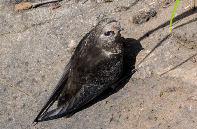 Great Dusky Swift