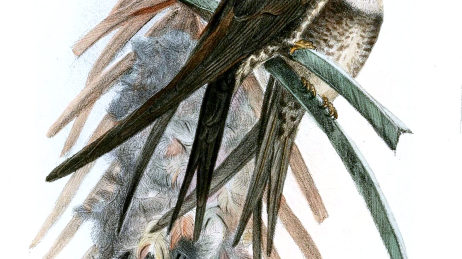 Fork-tailed Palm Swift