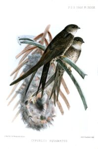 Fork-tailed Palm Swift