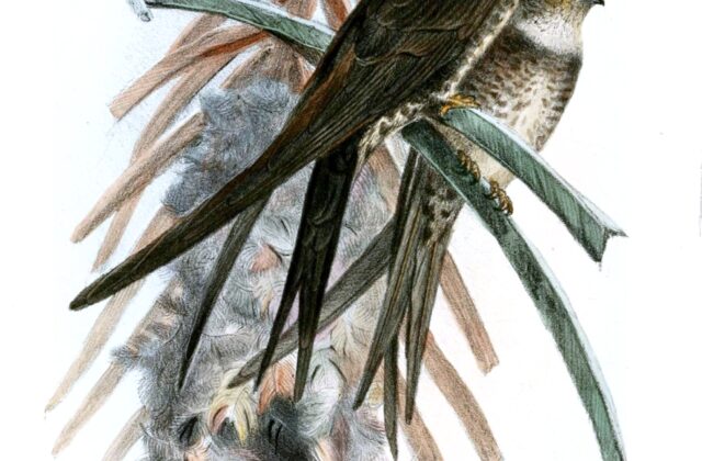 Fork-tailed Palm Swift