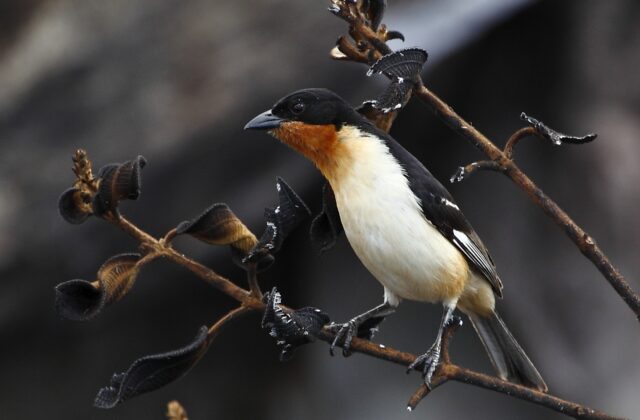 White-rumped Tanager