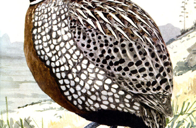 Montezuma Quail