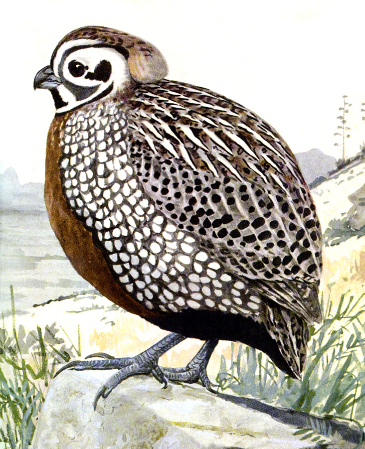 Montezuma Quail