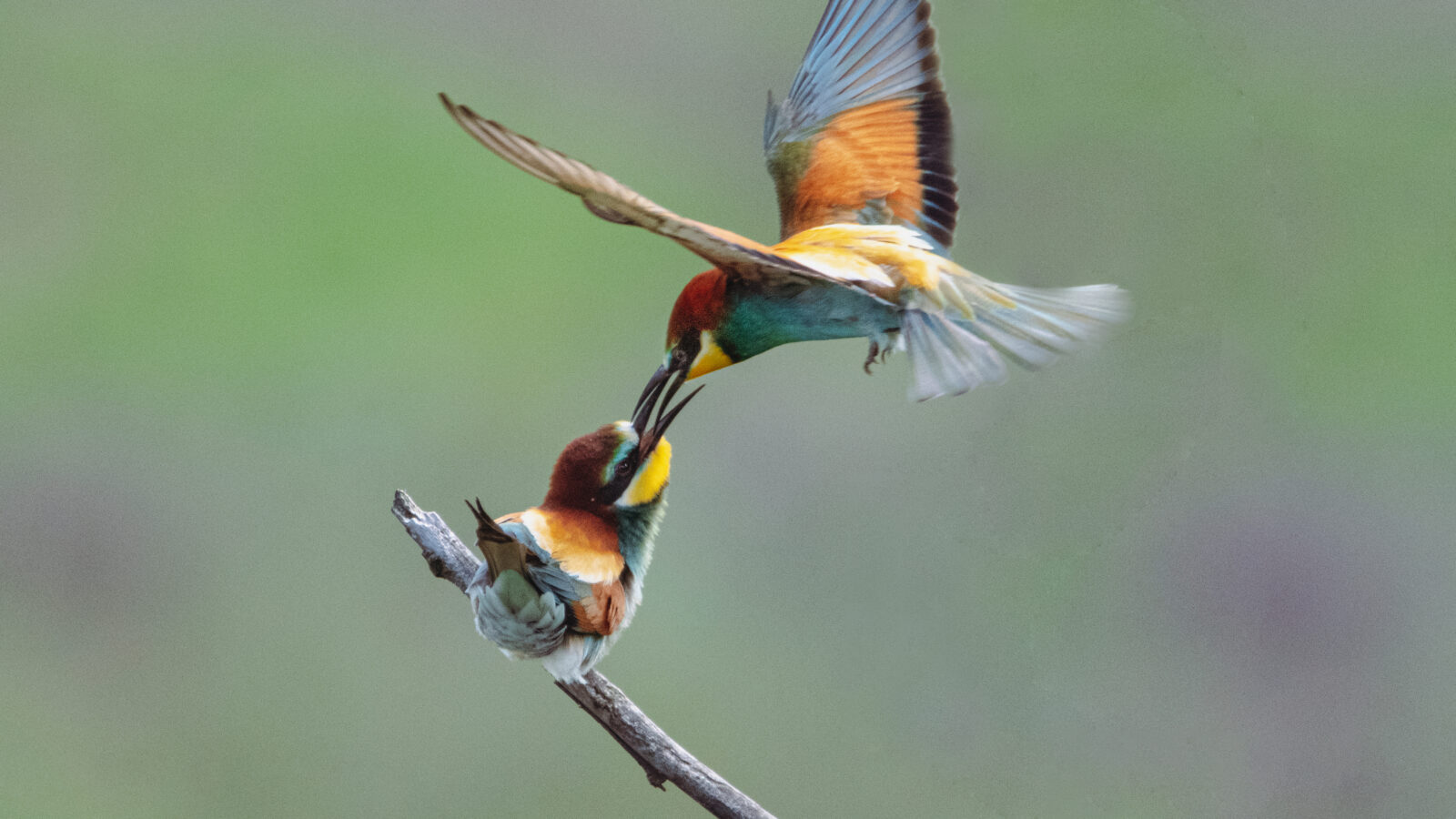 European Bee-eater