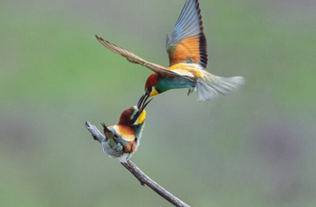 European Bee-eater