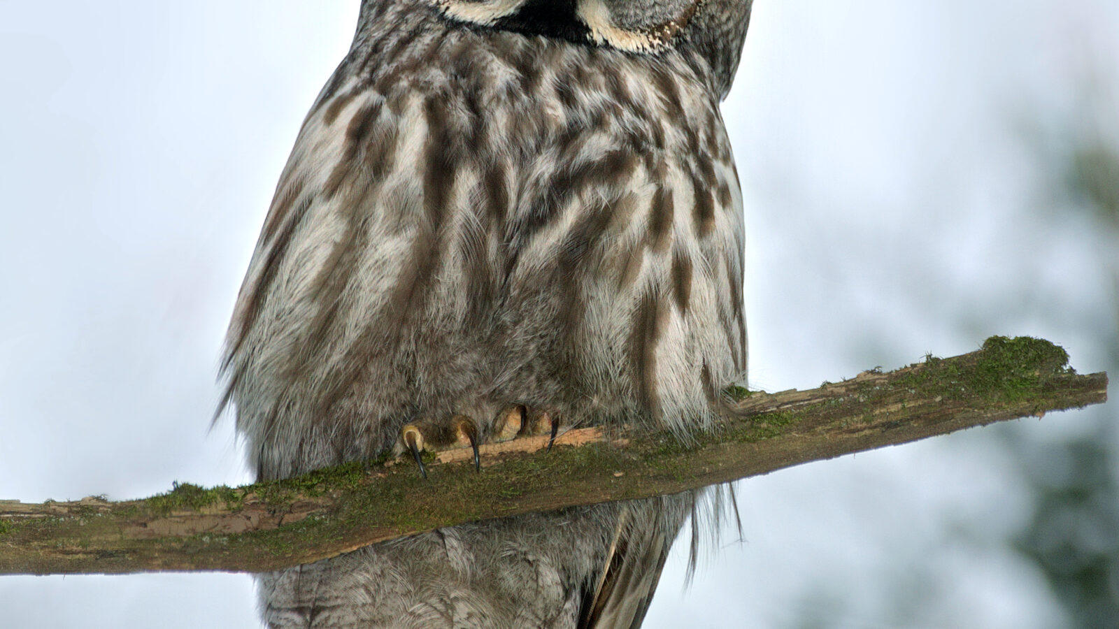 Great Grey Owl
