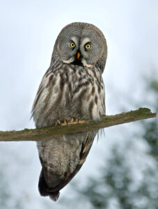 Great Grey Owl