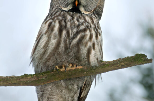 Great Grey Owl