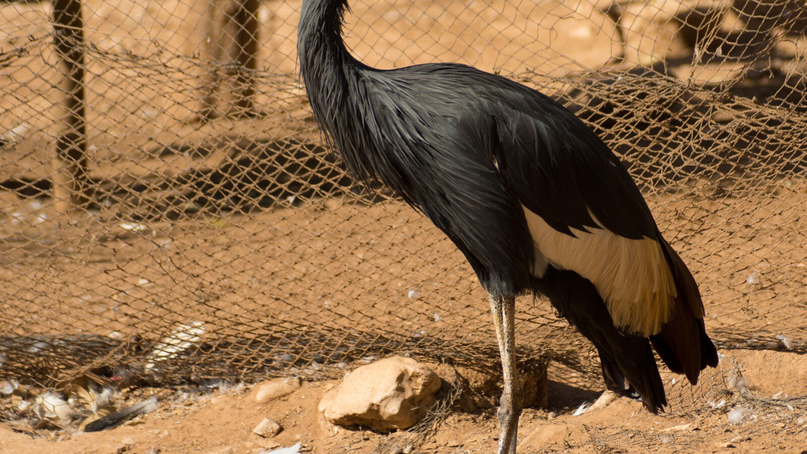 Black Crowned Crane