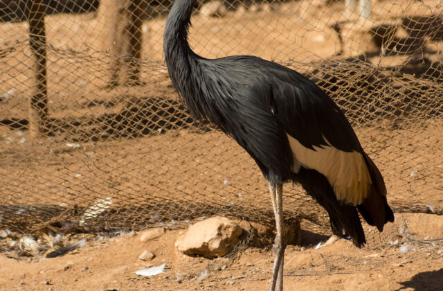 Black Crowned Crane