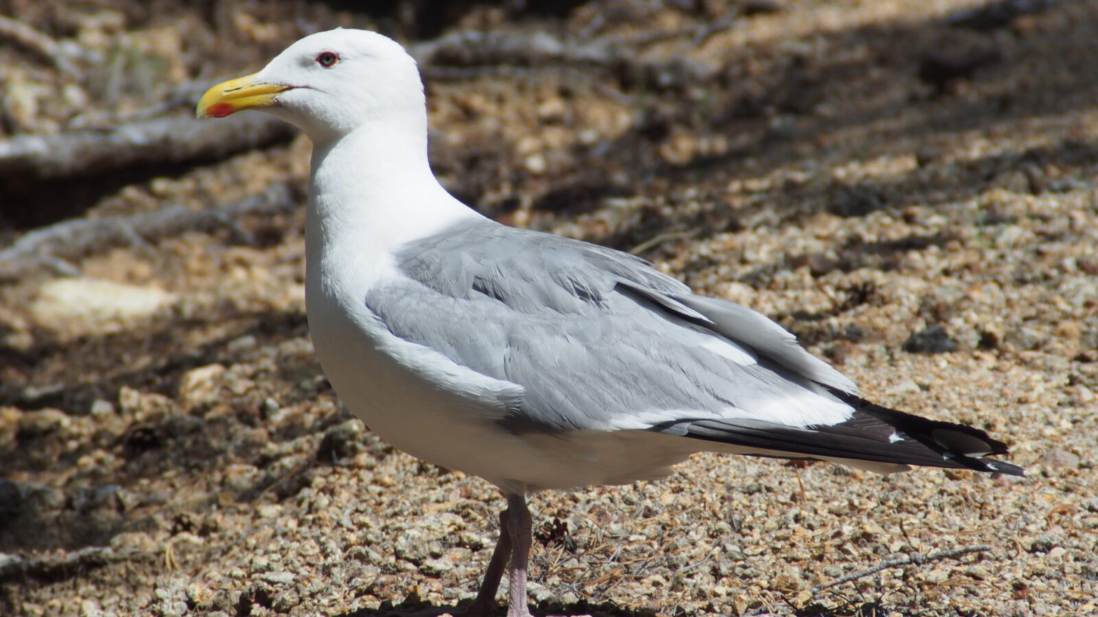 Mongolian Gull