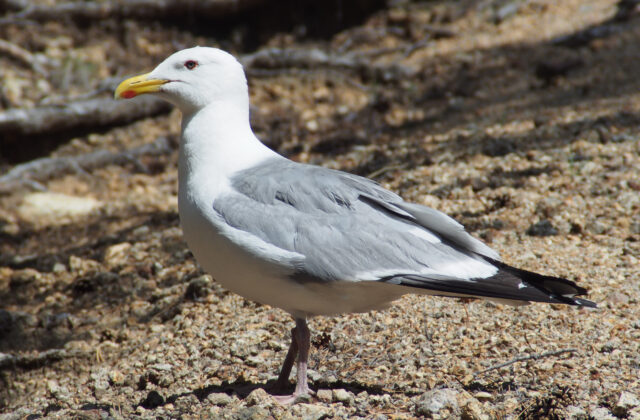 Mongolian Gull