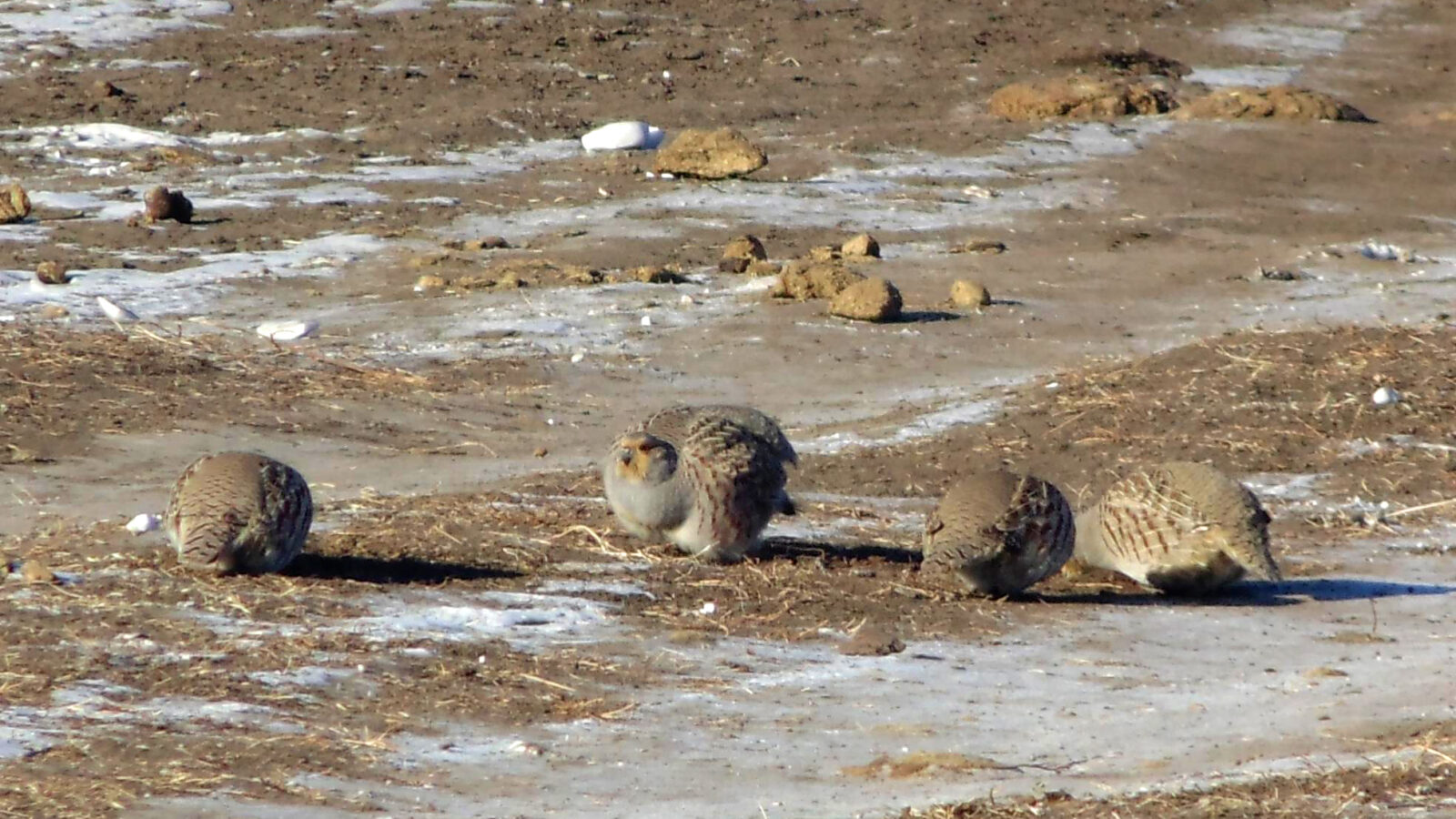Daurian Partridge