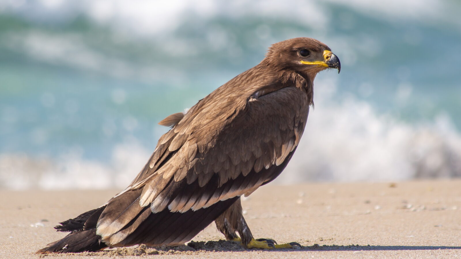 Steppe Eagle
