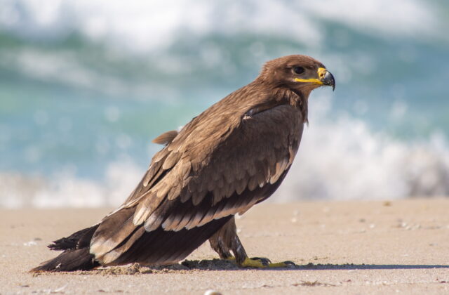 Steppe Eagle