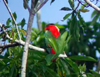 White-naped Lory