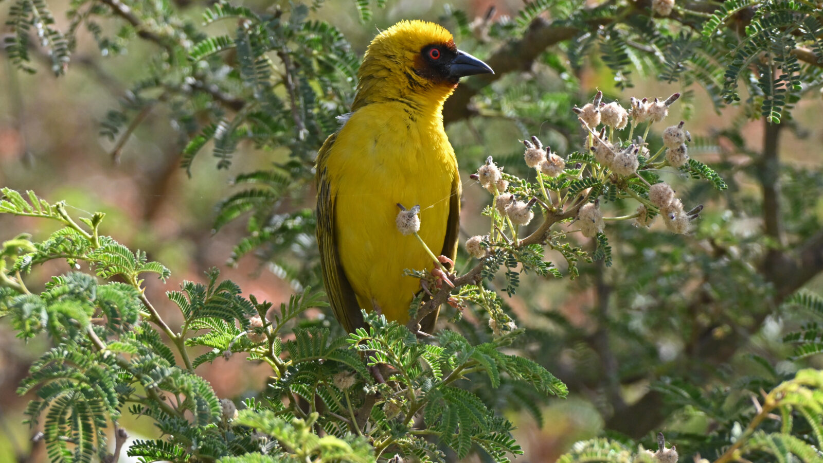 Rüppell’s Weaver