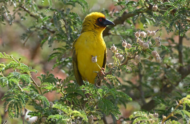 Rüppell’s Weaver
