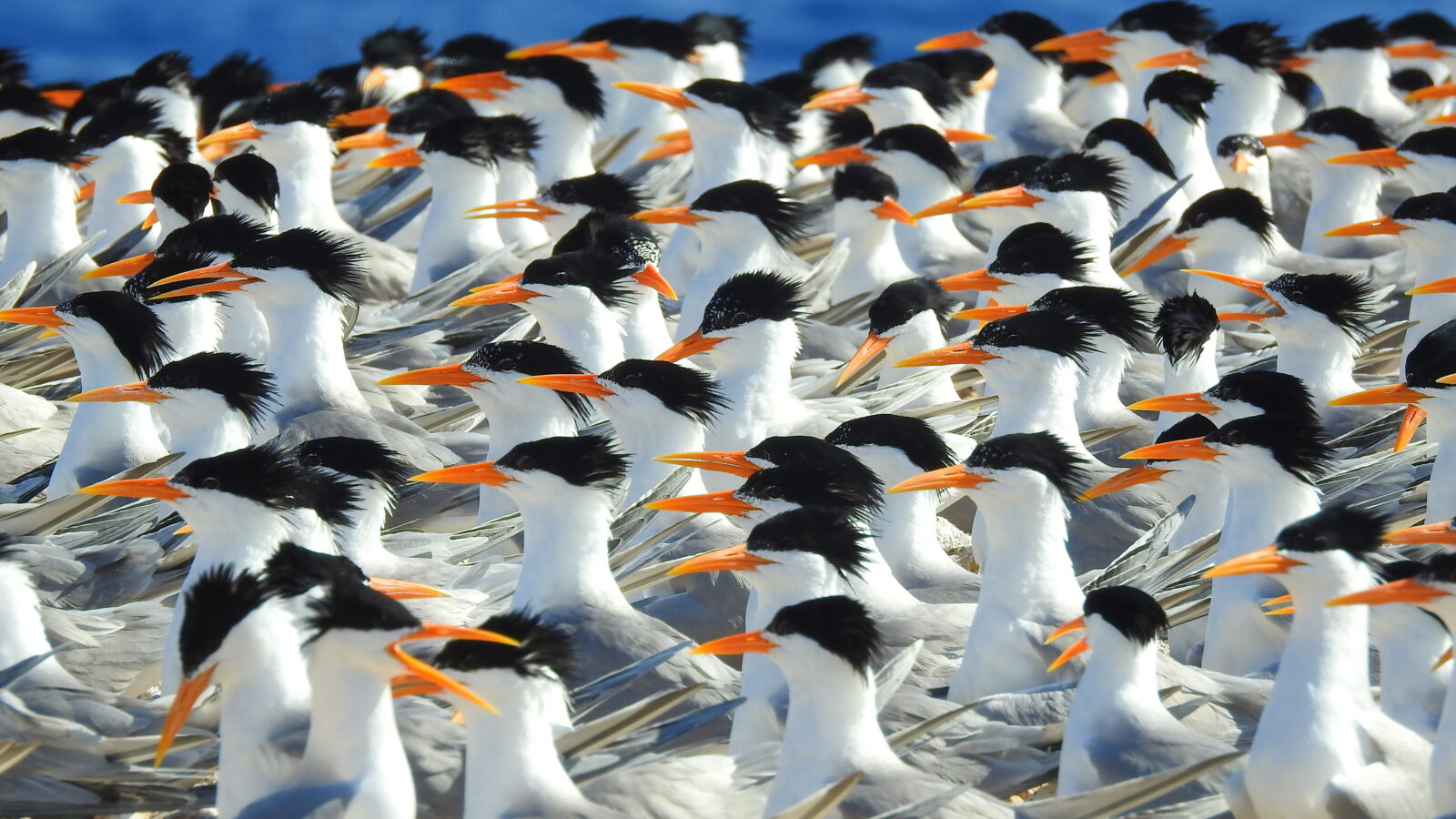 Lesser Crested Tern