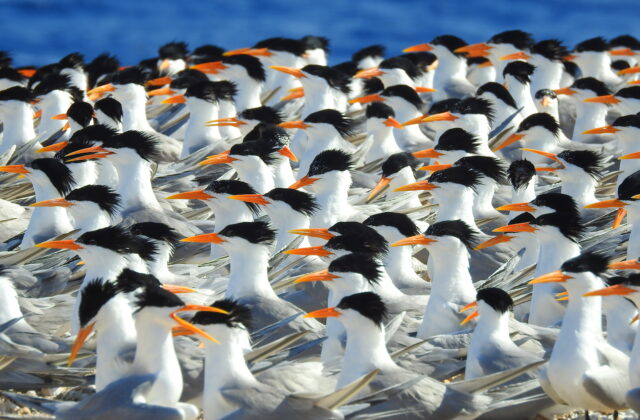 Lesser Crested Tern