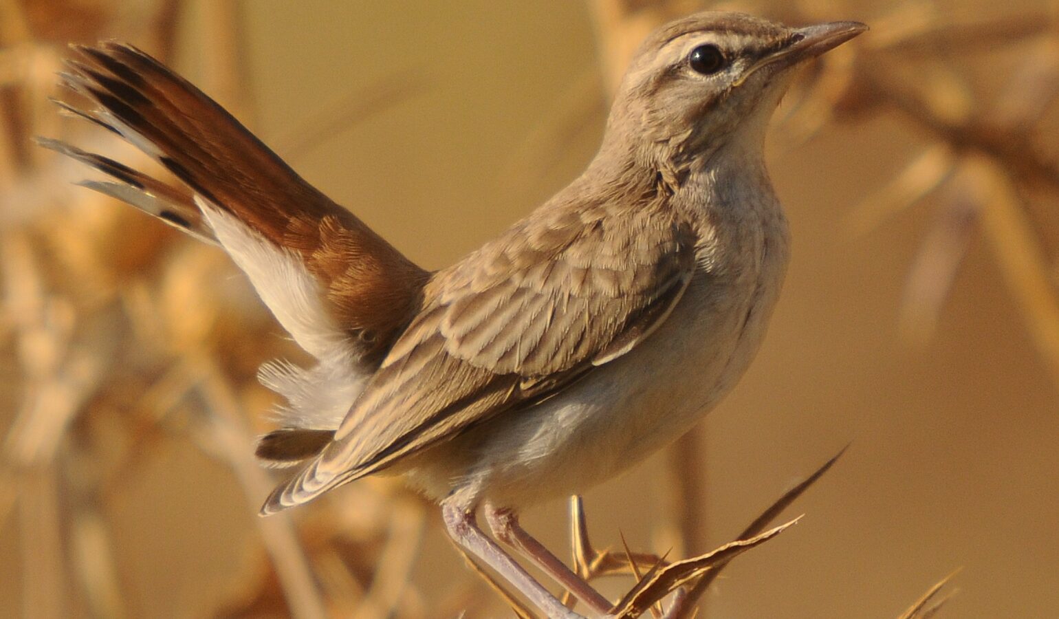 Rufous-tailed Scrub Robin