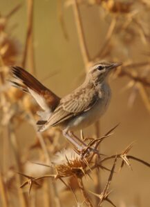 Rufous-tailed Scrub Robin
