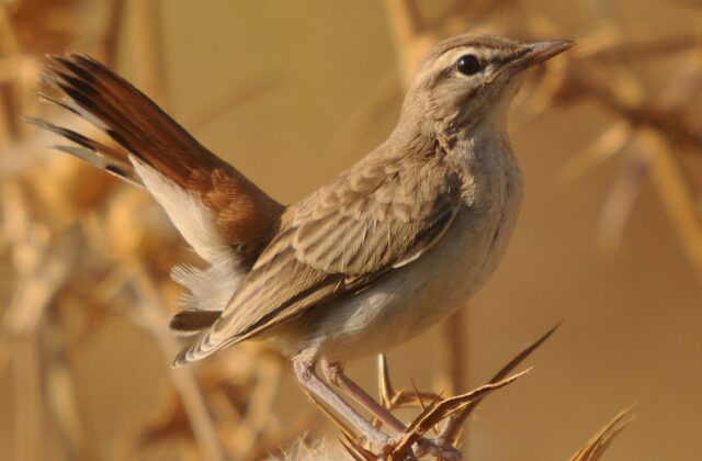 Rufous-tailed Scrub Robin