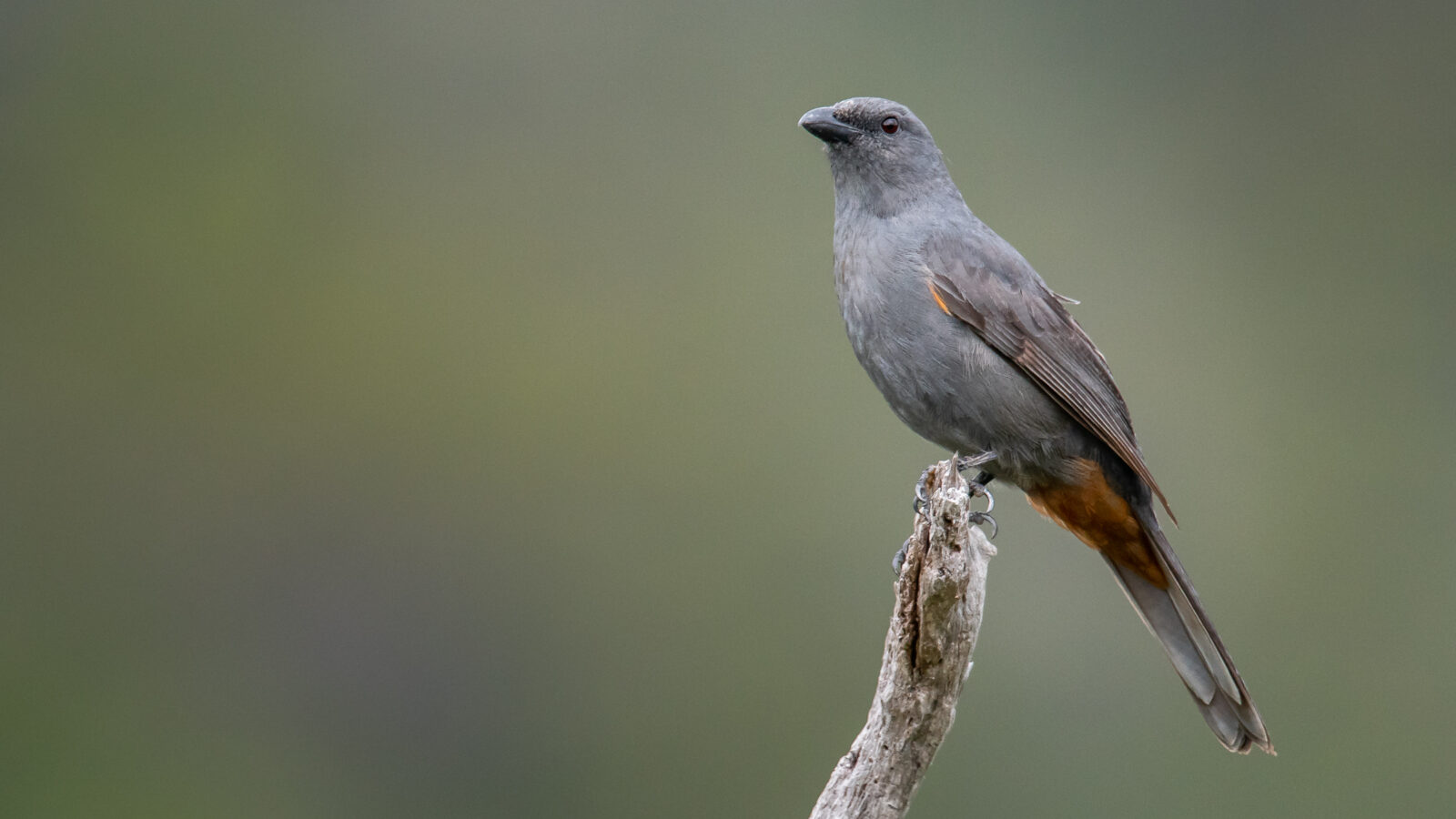 New Caledonian Cuckooshrike