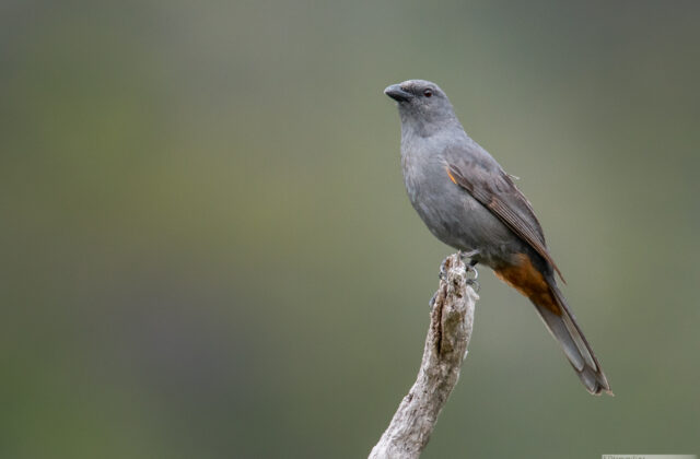 New Caledonian Cuckooshrike