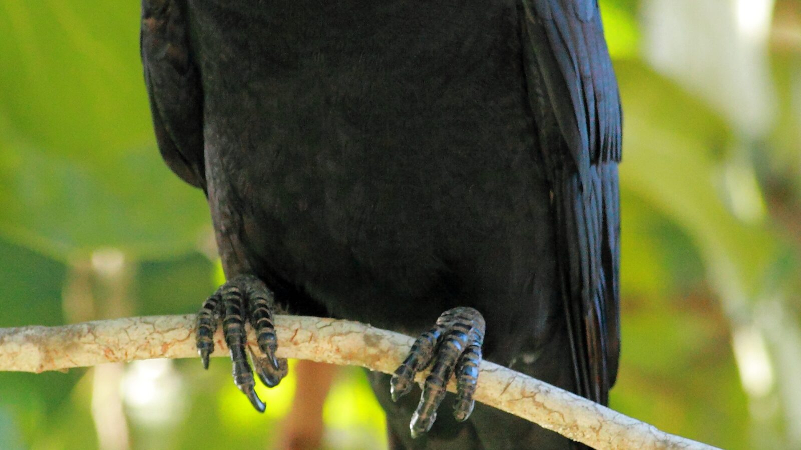 White-necked Crow