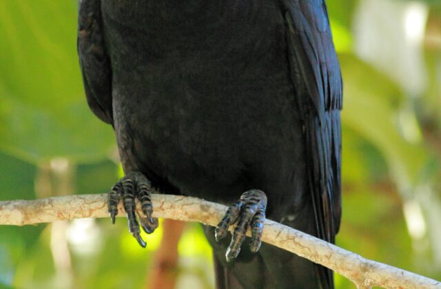 White-necked Crow