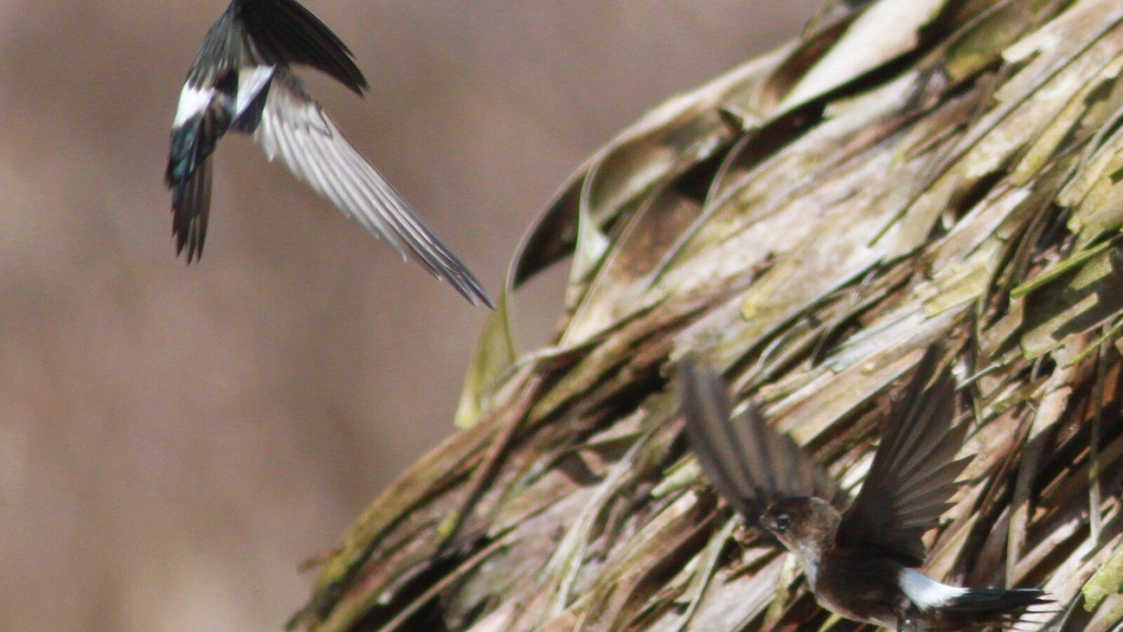 Antillean Palm Swift