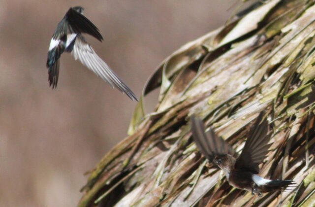 Antillean Palm Swift