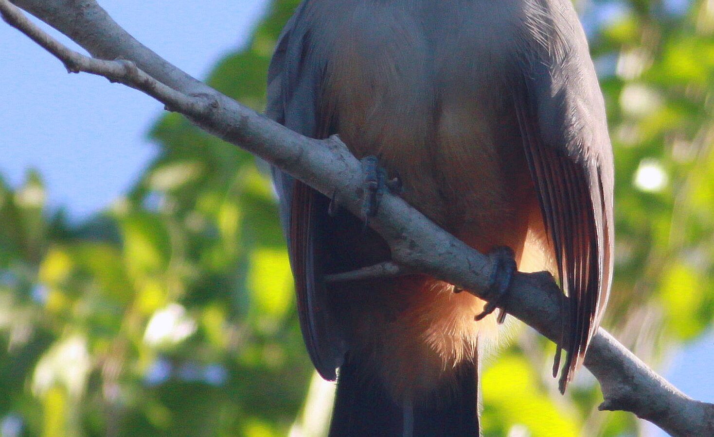 Hispaniolan Lizard Cuckoo