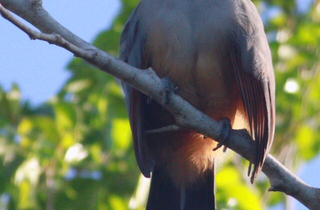 Hispaniolan Lizard Cuckoo
